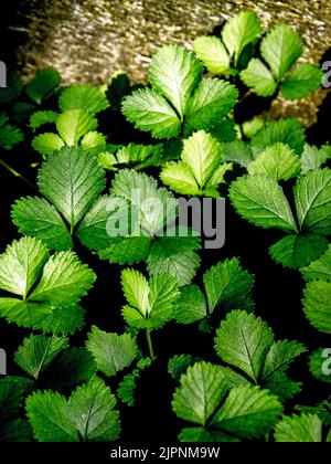 The Mock Strawberry plant for ground cover in the garden Stock Photo