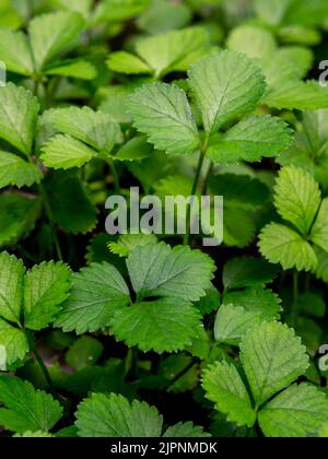 The Mock Strawberry plant for ground cover in the garden Stock Photo