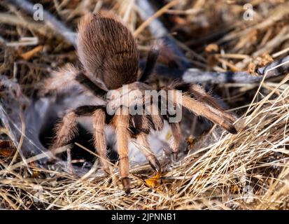 A closeup shot of a brown tarantula spider in a desert in Arizona on a sunny day Stock Photo