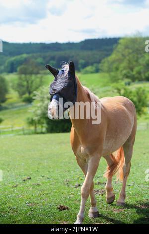 A vertical shot of beautiful horse Haflinger with fly mask on his head walking around the paddock on sunny summer day Stock Photo