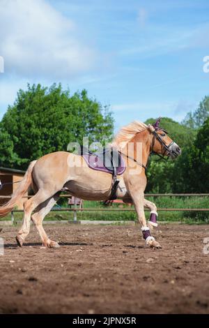 Vertical shot of beautiful Haflinger horse training in round pen with lead rope on sunny summer day. Training for horsemanship Stock Photo