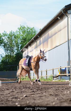 Vertical shot of beautiful Haflinger horse training in round pen with lead rope on sunny summer day. Training for horsemanship Stock Photo