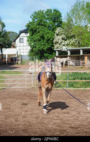 Vertical shot of beautiful Haflinger horse training in round pen with lead rope on sunny summer day. Training for horsemanship Stock Photo