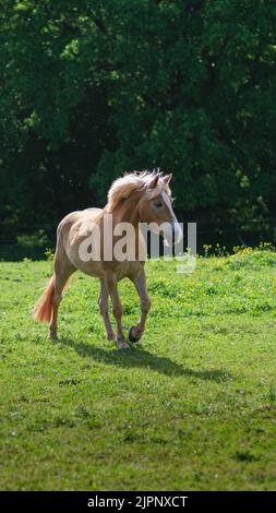 A vertical shot of beautiful haflinger horse running on the green paddock on sunny summer day Stock Photo