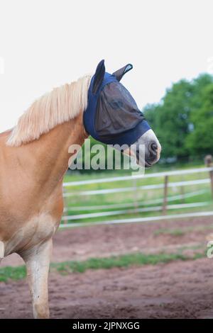 A vertical shot of beautiful horse Haflinger with fly mask on his head walking around the paddock on sunny summer day Stock Photo