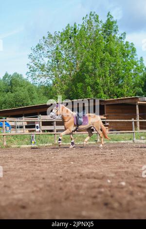 Vertical shot of beautiful Haflinger horse training in round pen with lead rope on sunny summer day. Training for horsemanship Stock Photo