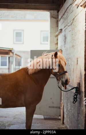 A vertical shot of beautiful horse Haflinger tied to a wall with chain, looped chained Stock Photo