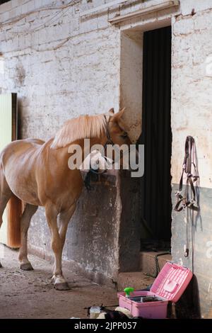 A vertical shot of beautiful horse Haflinger tied to a wall with chain, looped chained Stock Photo