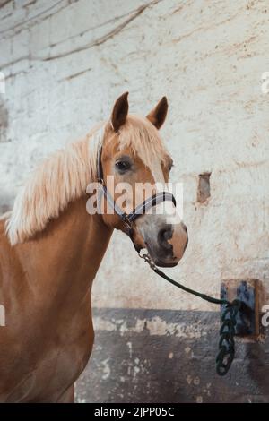 A vertical shot of beautiful horse Haflinger tied to a wall with chain, looped chained Stock Photo