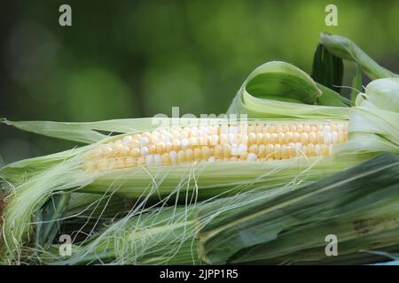 An ear of corn freshly harvested in late summer in New England Stock Photo