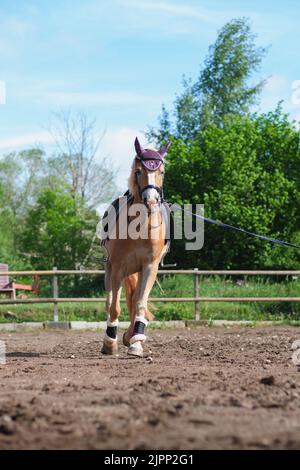 Vertical shot of beautiful Haflinger horse training in round pen with lead rope on sunny summer day. Training for horsemanship Stock Photo