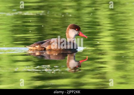 07 August 2022, Schleswig-Holstein, Plön: 07.08.2022, Ploen. A Pochard Duckling (Netta rufina) in slack dress is swimming on the big Ploen Lake. The diving duck is looking for food and still has a drop of water hanging from its beak from the last dive. Photo: Wolfram Steinberg/dpa Photo: Wolfram Steinberg/dpa Stock Photo