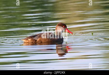 07 August 2022, Schleswig-Holstein, Plön: 07.08.2022, Ploen. A Pochard Duckling (Netta rufina) in dress is swimming on the big Ploen Lake. The diving duck is looking for food and parts of water plants are still hanging out of its beak from the last dive. Photo: Wolfram Steinberg/dpa Photo: Wolfram Steinberg/dpa Stock Photo