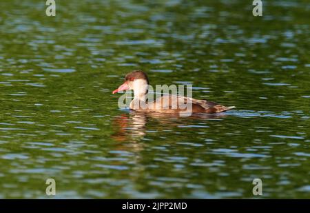 07 August 2022, Schleswig-Holstein, Plön: 07.08.2022, Ploen. A Pochard Duckling (Netta rufina) in dress is swimming on the big Ploen Lake. The diving duck is looking for food and a piece of a water plant is still hanging from its beak from the last dive. Photo: Wolfram Steinberg/dpa Photo: Wolfram Steinberg/dpa Stock Photo