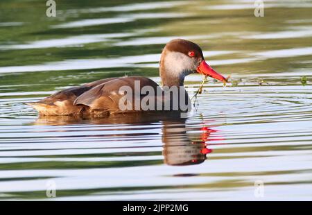 07 August 2022, Schleswig-Holstein, Plön: 07.08.2022, Ploen. A Pochard Duckling (Netta rufina) in dress is swimming on the big Ploen Lake. The diving duck is looking for food and parts of water plants are still hanging out of its beak from the last dive. Photo: Wolfram Steinberg/dpa Photo: Wolfram Steinberg/dpa Stock Photo