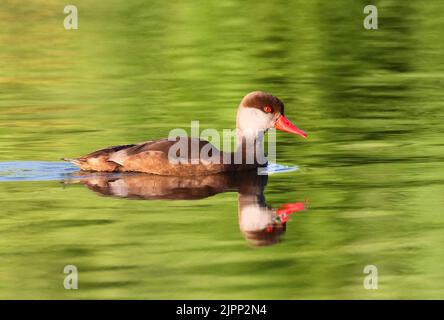 07 August 2022, Schleswig-Holstein, Plön: 07.08.2022, Ploen. A Pied-billed Duckling (Netta rufina) in plain dress swims on the large Ploen Lake. Photo: Wolfram Steinberg/dpa Photo: Wolfram Steinberg/dpa Stock Photo