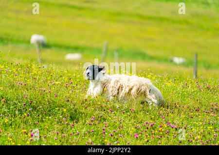 Scottish Blackface sheep on the Isle of Lewis and Harris, Scotland Stock Photo