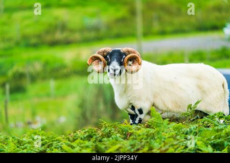 Scottish Blackface Sheep - a ram with big horns, on the Isle of Lewis, Outer Hebrides, Scotland Stock Photo