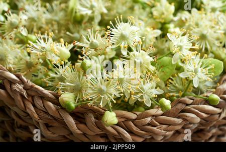 Closeup of fresh linden or Tilia cordata flowers in a wicker basket in spring Stock Photo