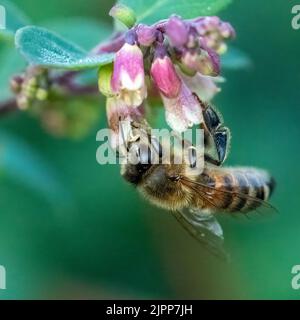 Honey Bee and Flower Stock Photo
