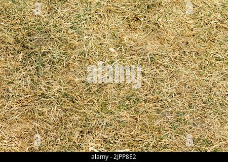 Dry grass texture background with green grass. Texture of dry grass. Stock Photo