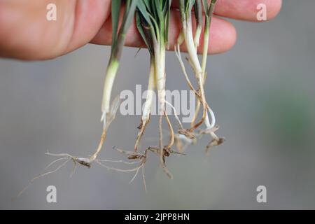 Seedling blight caused by fungi of the genera Fusarium, j Alternaria, Phytophthora and many others. Damage on rye seedlings. Stock Photo
