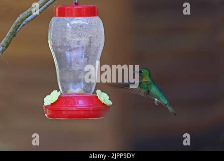 Gould's Jewelfront ( Heliodoxa aurescens) adult male hovering at hummingbird feeder Rio Azul, Brazil                   July Stock Photo