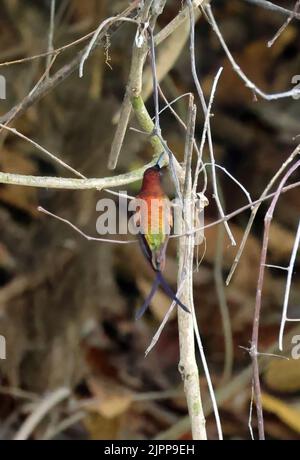 Crimson Topaz (Topaza pella) adult male perched on twig Rio Azul, Brazil                   July Stock Photo