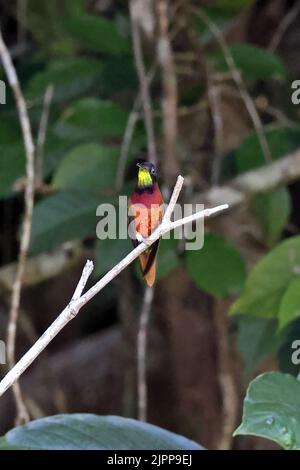Crimson Topaz (Topaza pella) adult male perched on twig with tail streamers missing Rio Azul, Brazil                   July Stock Photo