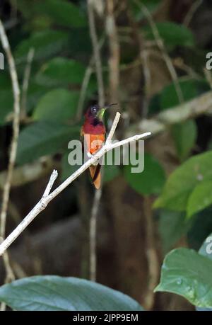 Crimson Topaz (Topaza pella) sub-adult male perched on twig with tail streamers missing Rio Azul, Brazil                   July Stock Photo