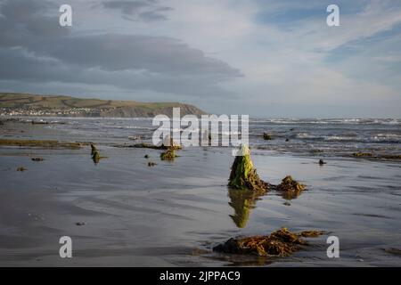 the petrified forest in borth Stock Photo