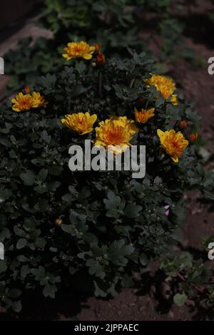 A closer look at a chrysanthemum morifolium bush Stock Photo