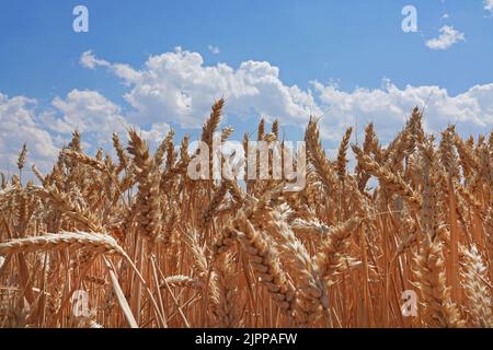 A ripe wheat field turned brown by the sun, and watered by a movable irrigation system, near the small town of Culver, Oregon. Stock Photo