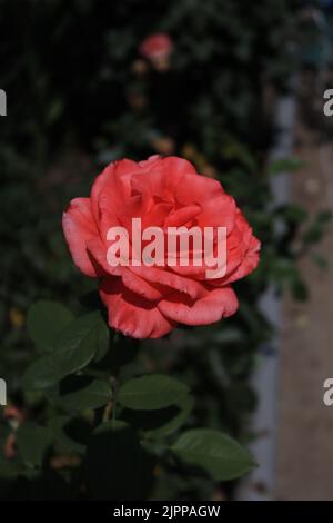 A thread of a pink rose in a garden Stock Photo