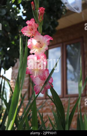 A Gladiolus flower surpised in a garden Stock Photo
