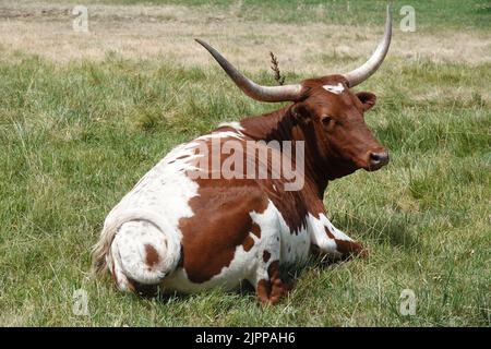 Texas longhorn cattle, resting in a farm field near Terrebonne, Oregon. Stock Photo