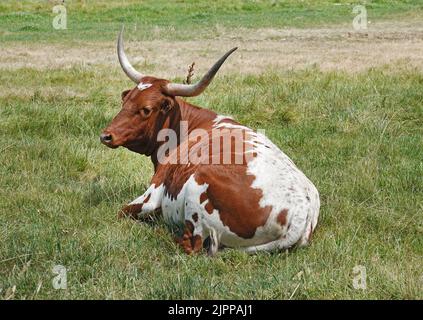 Texas longhorn cattle, resting in a farm field near Terrebonne, Oregon. Stock Photo