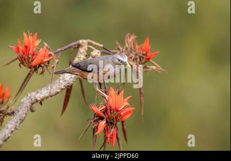 The chestnut-tailed starling, also called grey-headed starling and grey-headed myna is a member of the starling family. Stock Photo