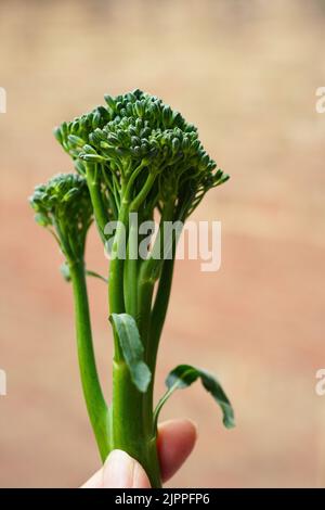 fresh green broccolini (baby broccoli) Stock Photo