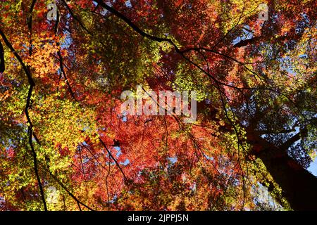 A photograph of a forest canopy colored with autumn leaves as a background material Stock Photo