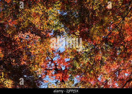 A photograph of a forest canopy colored with autumn leaves as a background material Stock Photo