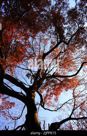 A photograph of a forest canopy colored with autumn leaves as a background material Stock Photo