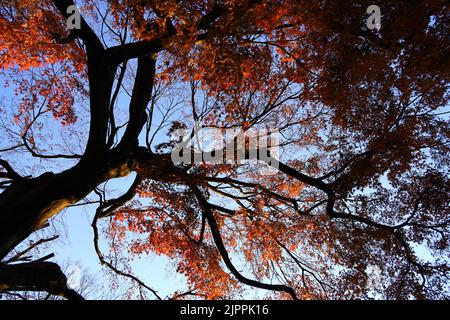 A photograph of a forest canopy colored with autumn leaves as a background material Stock Photo