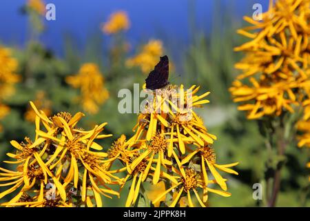 Peacock butterfly (fin: neitoperhonen, lat:  aglais io) symbolizes happy marriage, luck and health. This insect was photographed on a yellow flower. Stock Photo