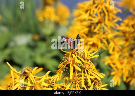 Peacock butterfly (fin: neitoperhonen, lat:  aglais io) symbolizes happy marriage, luck and health. This insect was photographed on a yellow flower. Stock Photo