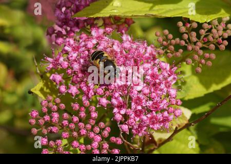 Drone fly, Eristalis horticola, synonym Eristalis lineata on flowers of Japanese spirea (Spirea Japonica 'Goldflame'). Rose family (Rosaceae). June, Stock Photo