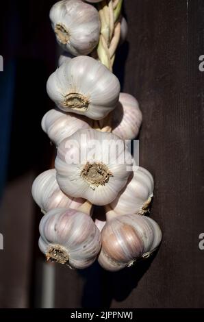 Close-up of a garlic braid on a dark wall, selective focus. The concept of organic gardening. Stock Photo