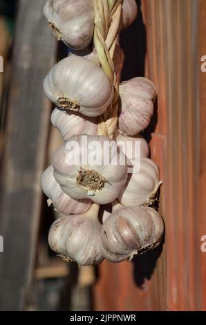 Garlic braid hanging on a wall of a house in a Ukrainian village. Concept of growing your own organic food. Stock Photo