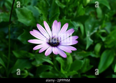 African daisy Osteospermum. Violet colorful flower with a dark blue center on a background of blurry green leaves. Plant for landscaping the garden. Stock Photo