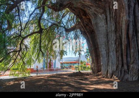 The Tule tree from Santa Maria del Tule, Mexico. The Biggest tree in Latin America is over 2000 years old Stock Photo